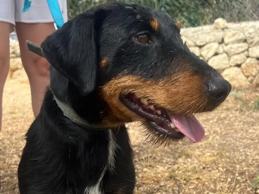 Foto 3 dell'animale