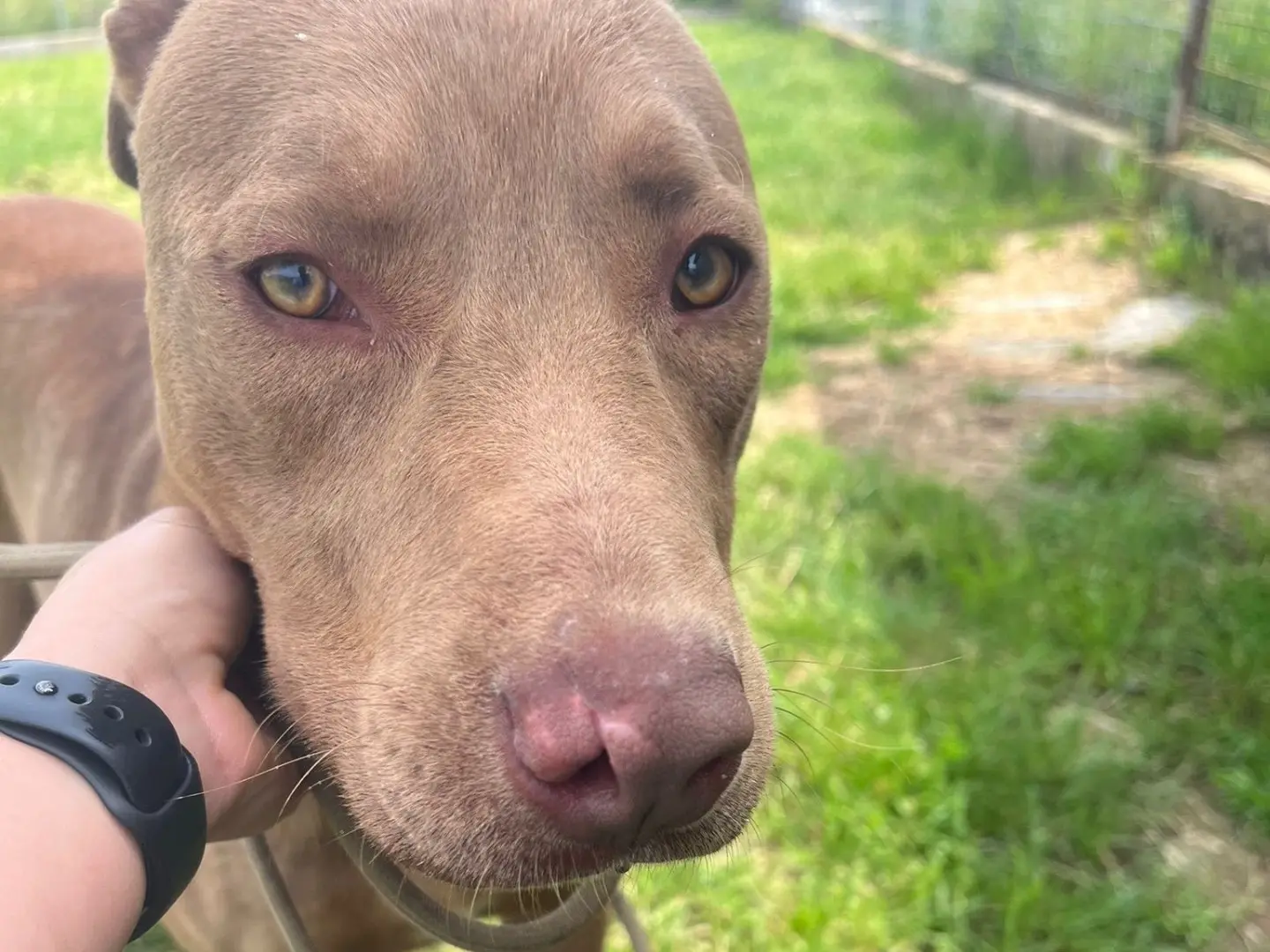 Adotta un cane, taglia media, maschio, Frosinone