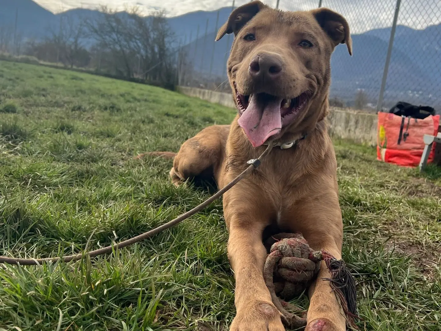 Adozione cane, maschio, Pitbull Razza sconosciuta, 4 anni e 7 mesi, taglia media, Frosinone