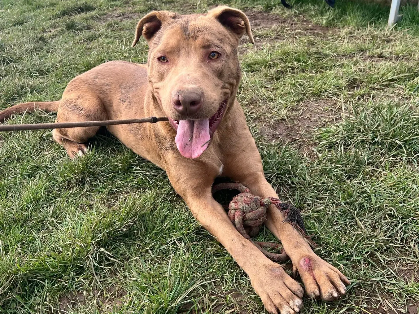 Adotta un cane, maschio, 4 anni e 7 mesi, Frosinone
