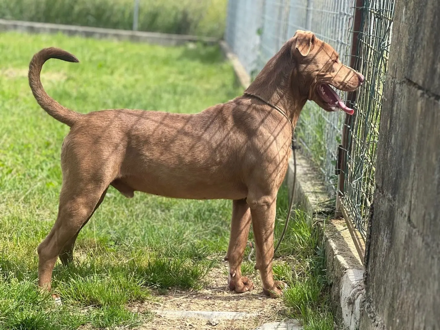 Vuoi adottare un cane a Frosinone?