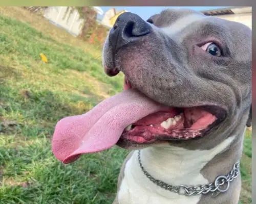 Adozione cane, maschio, American Staffordshire Terrier, 5 anni e 9 mesi, taglia grande, Monza