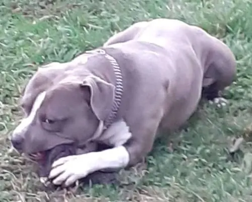 Vuoi adottare un cane a Monza?