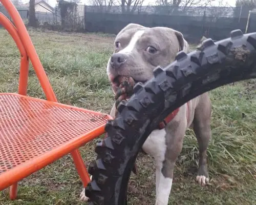 Adotta un cane, maschio, 5 anni e 9 mesi, Monza