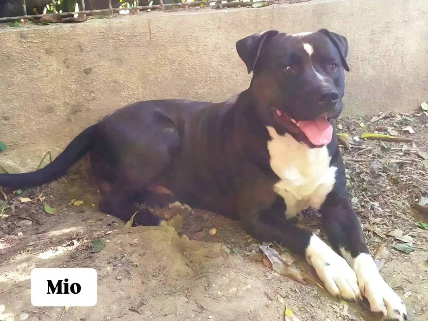 Vuoi adottare un cane a Torino?