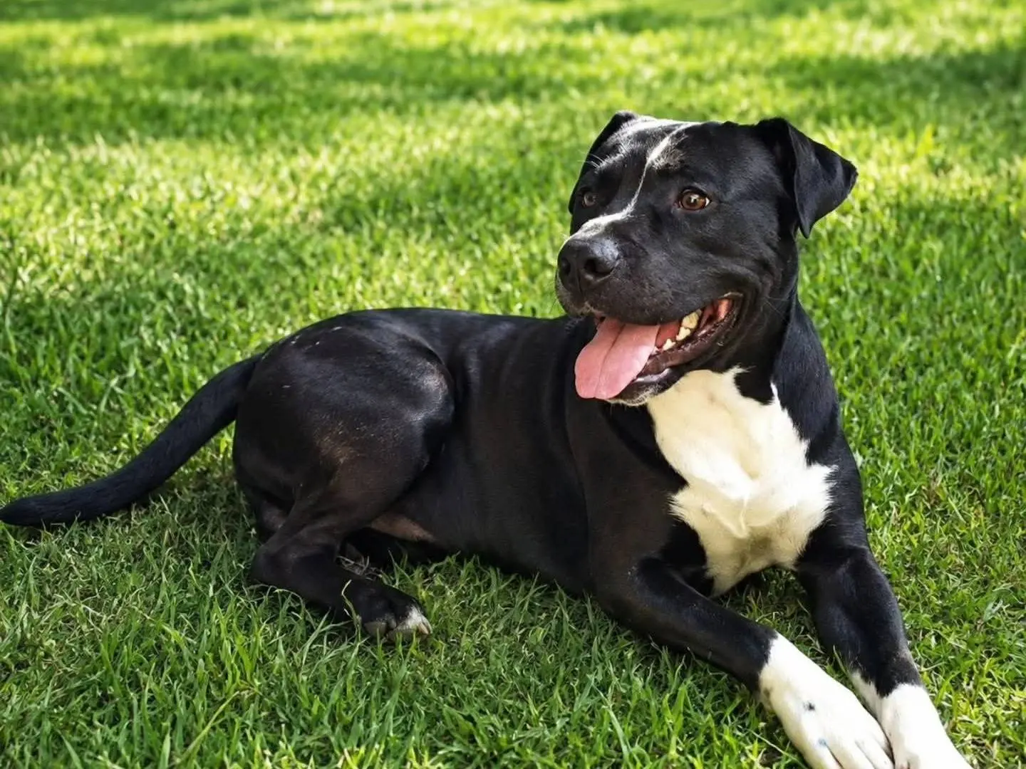 Adozione cane, maschio, Pitbull Razza sconosciuta, 2 anni e 2 mesi, taglia grande, Torino