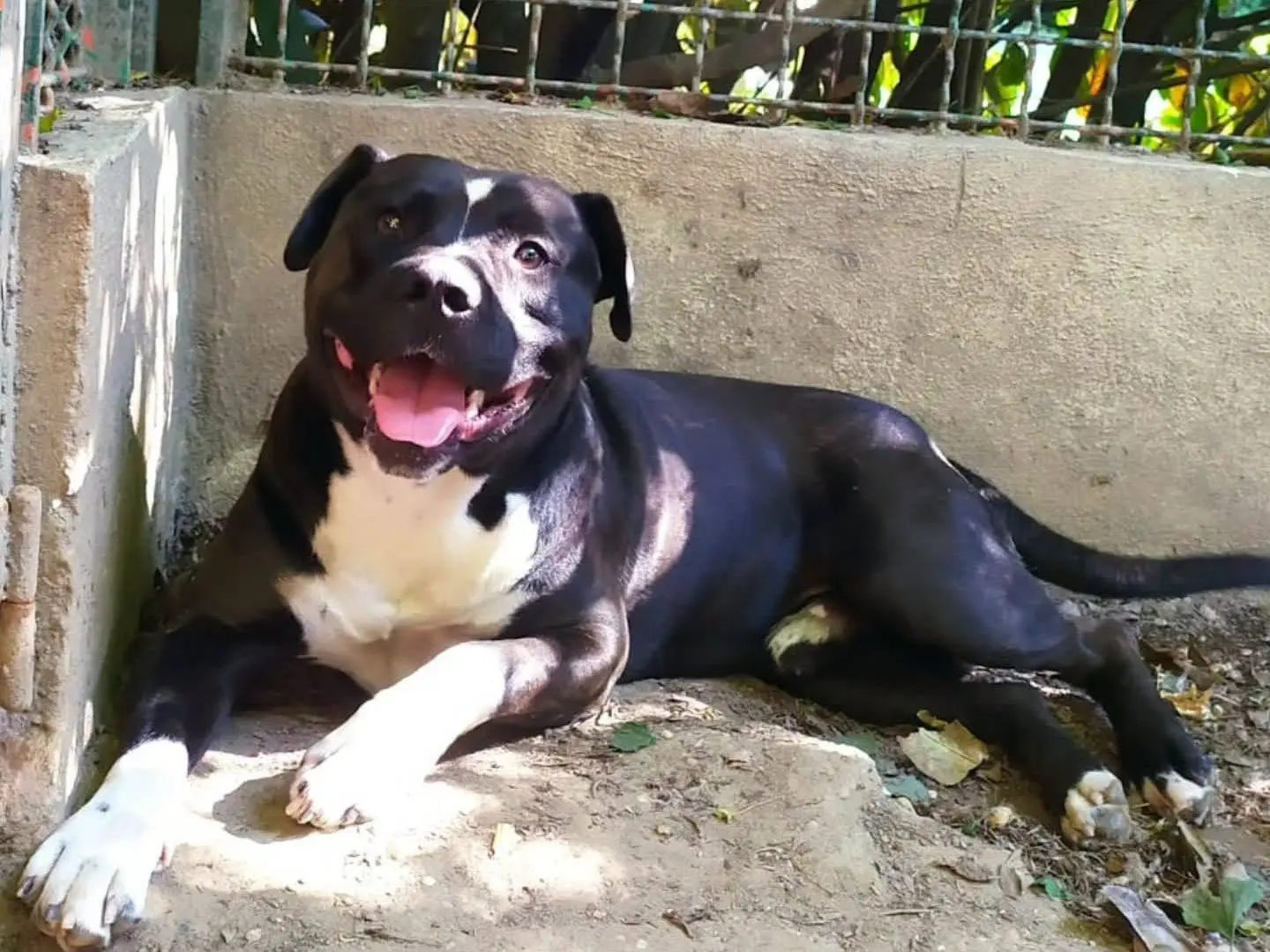 Adotta un cane, taglia grande, maschio, Torino