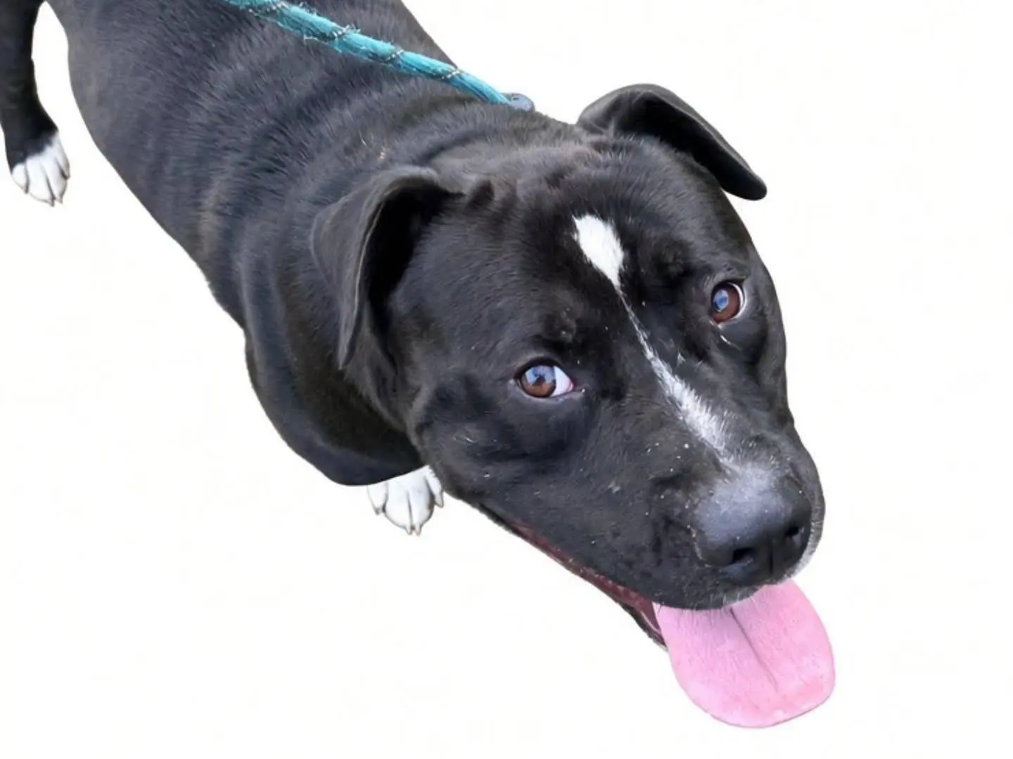 Adotta un cane, maschio, 2 anni e 2 mesi, Torino