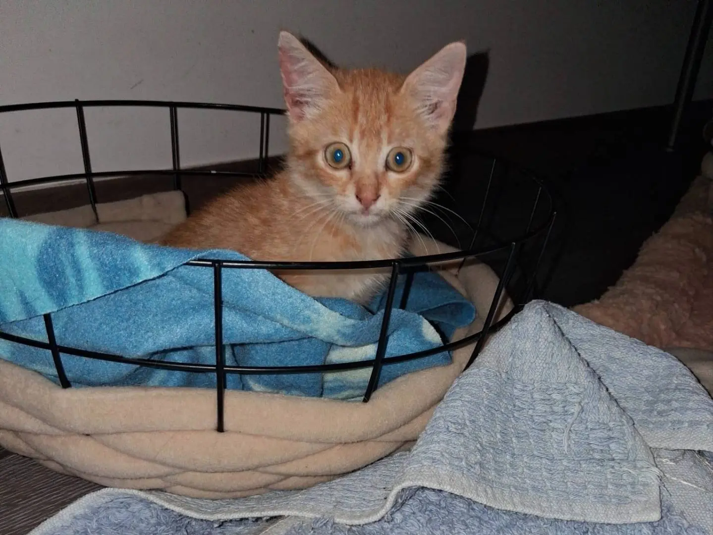 Adotta il gatto Joy a Bari