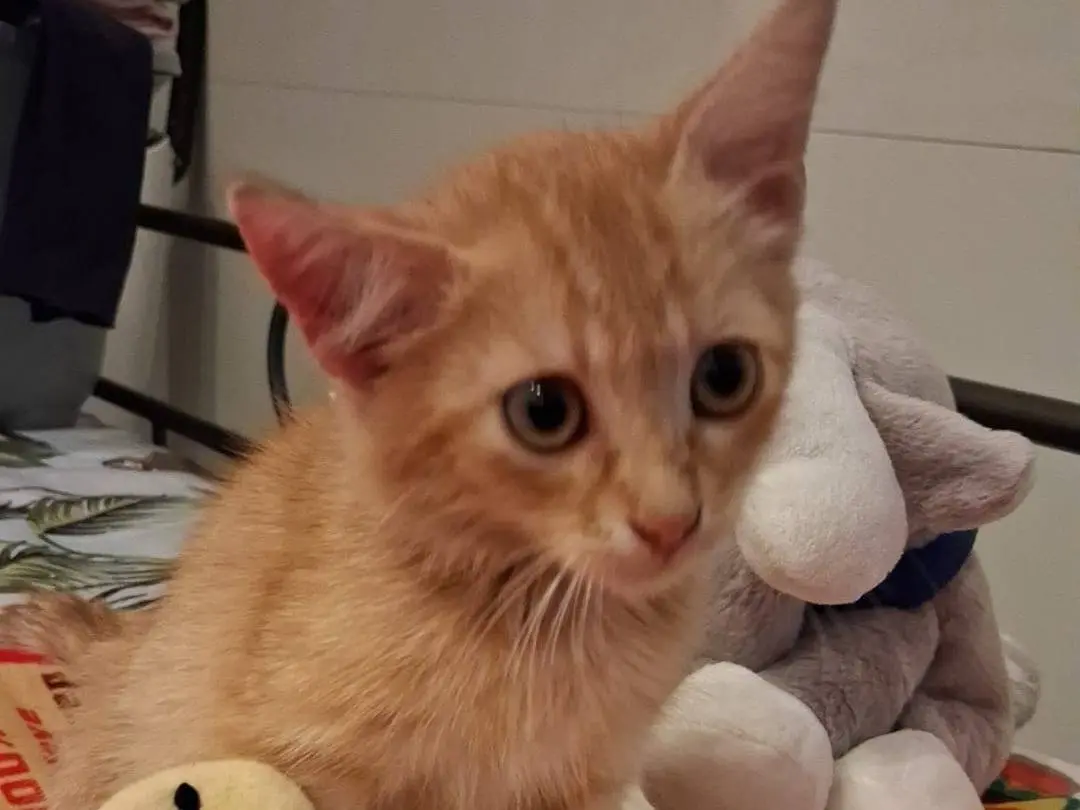 Vuoi adottare un gatto a Bari?