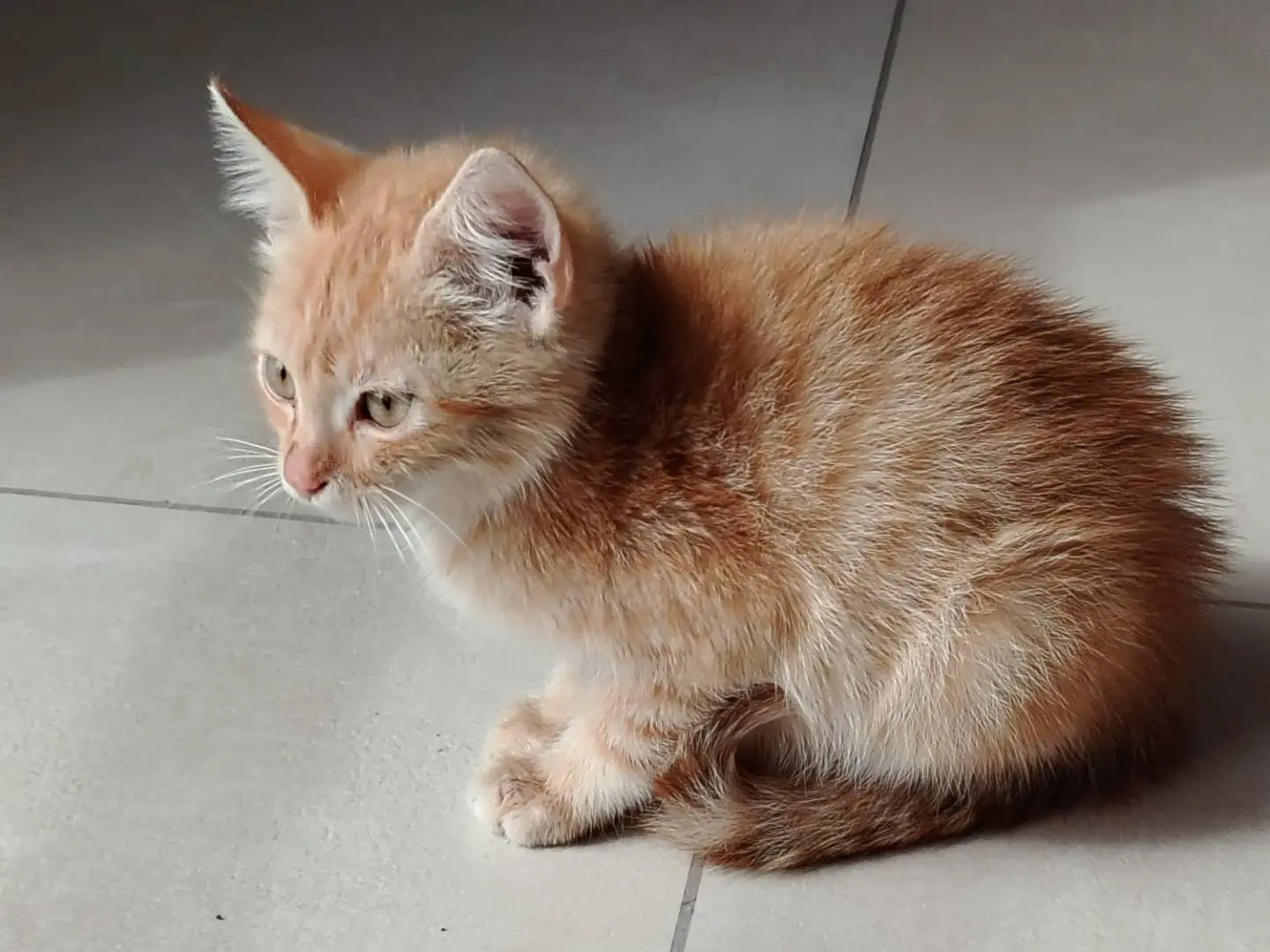 Adozione gatto, maschio, Razza sconosciuta Razza sconosciuta, 2 mesi, taglia non valida, Bari