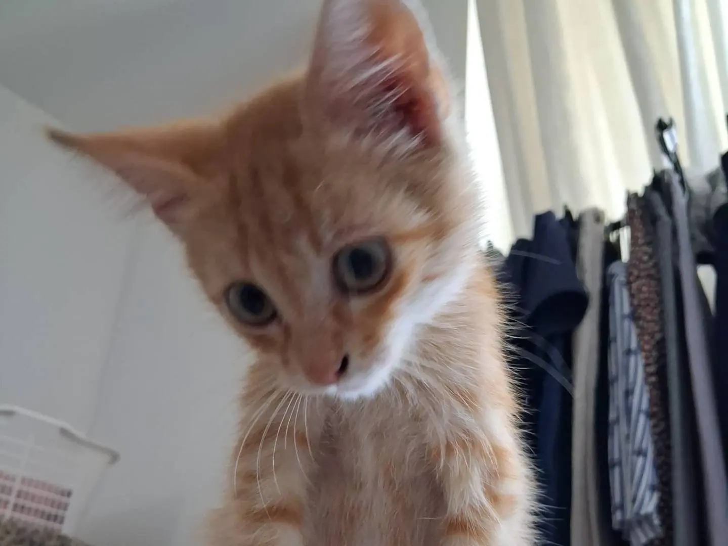 Adotta un gatto, taglia non valida, maschio, Bari