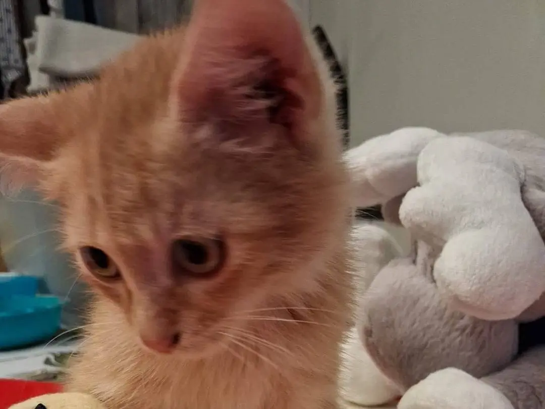 Adotta un gatto, maschio, 2 mesi, Bari