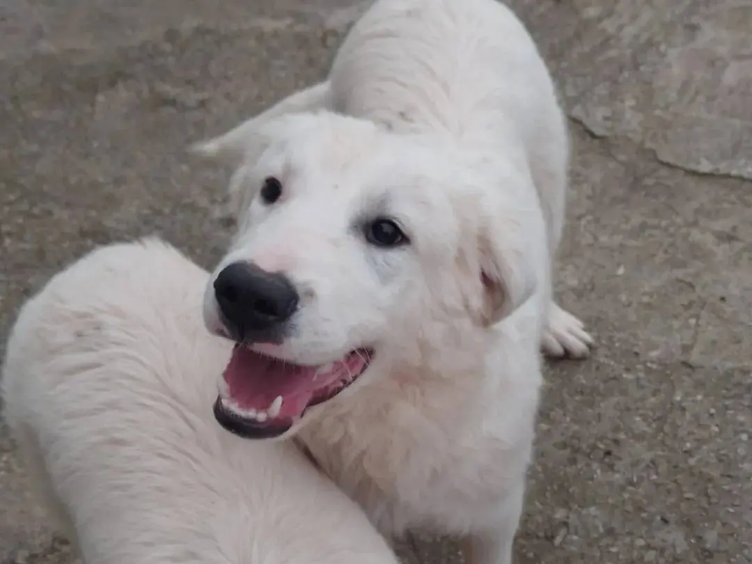 Adozione cane, maschio, Razza sconosciuta Razza sconosciuta, 1 anno e 2 mesi, taglia gigante, Avellino