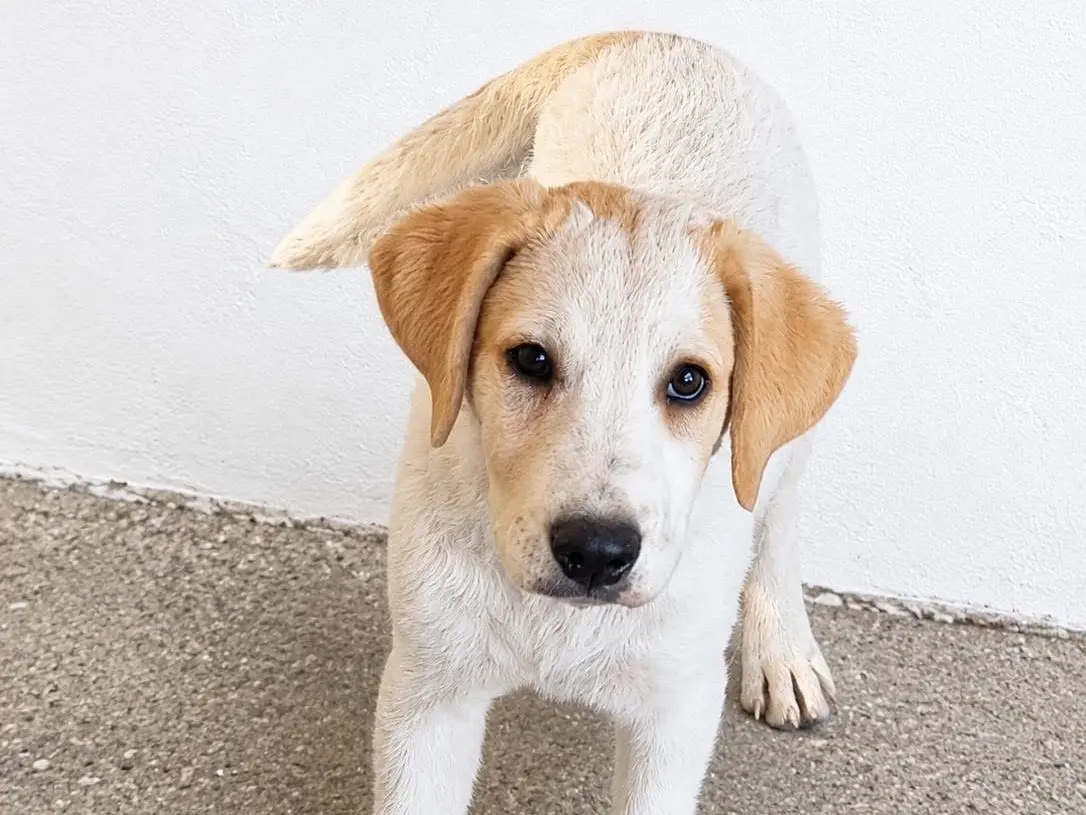 Adozione cane, maschio, Razza sconosciuta Razza sconosciuta, 8 mesi, taglia media, Reggio