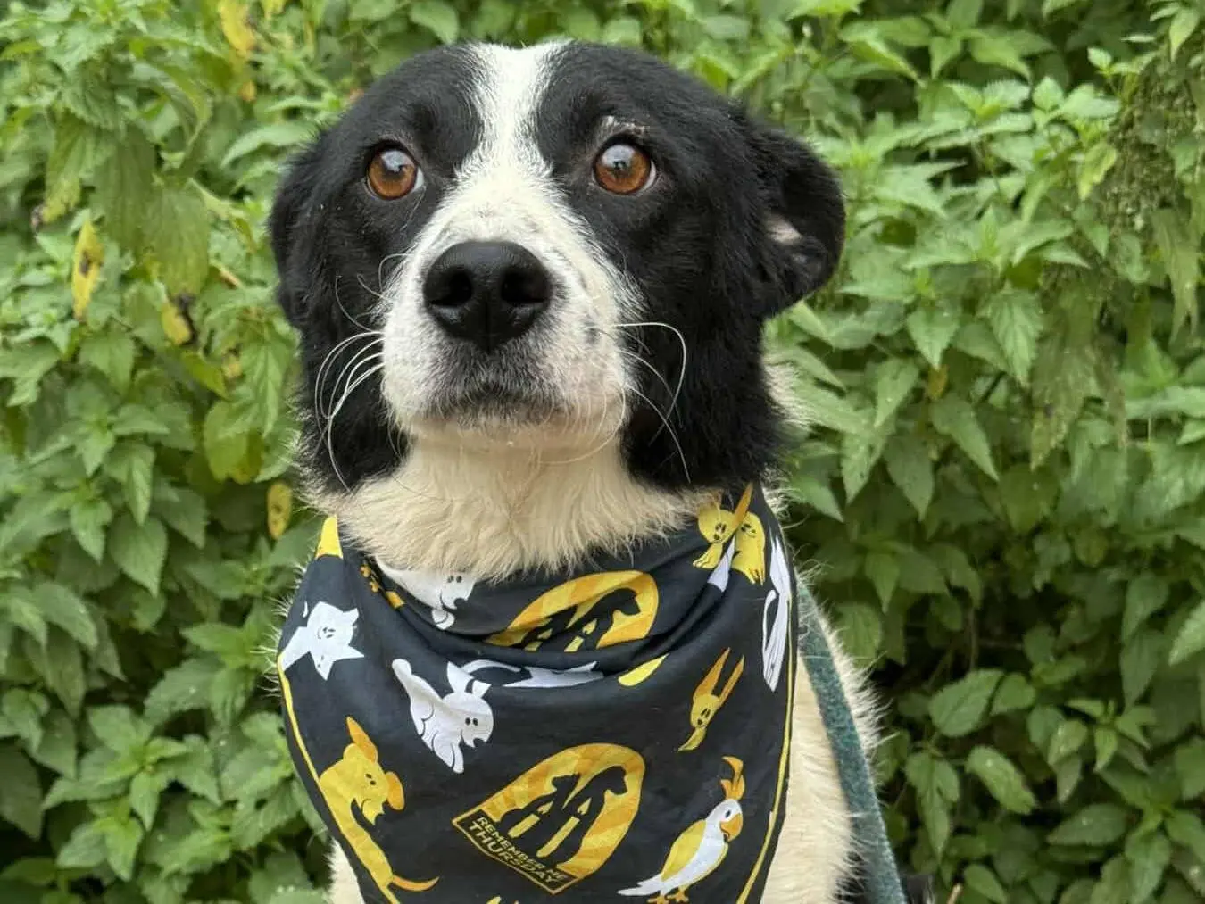 Adotta un cane, maschio, 3 anni e 7 mesi, Firenze
