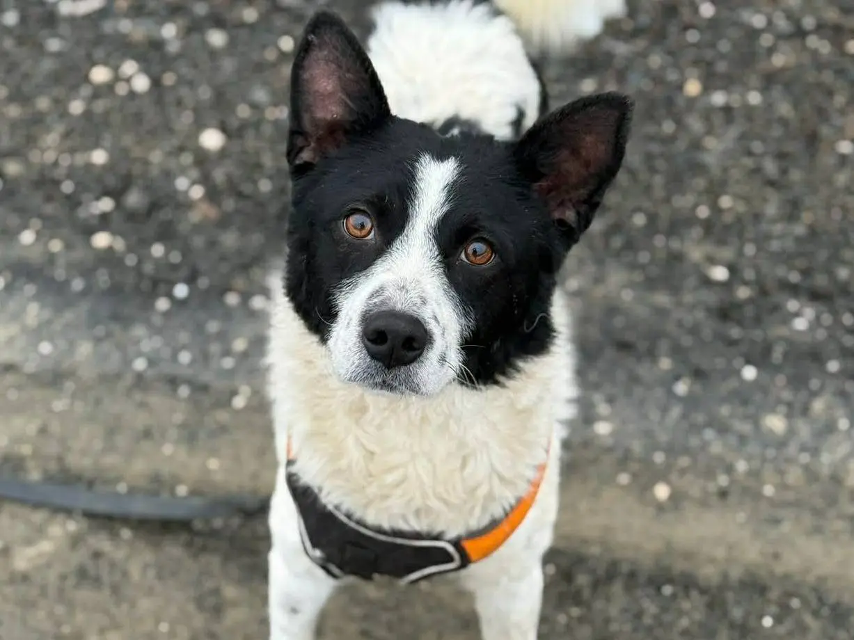 Vuoi adottare un cane a Firenze?