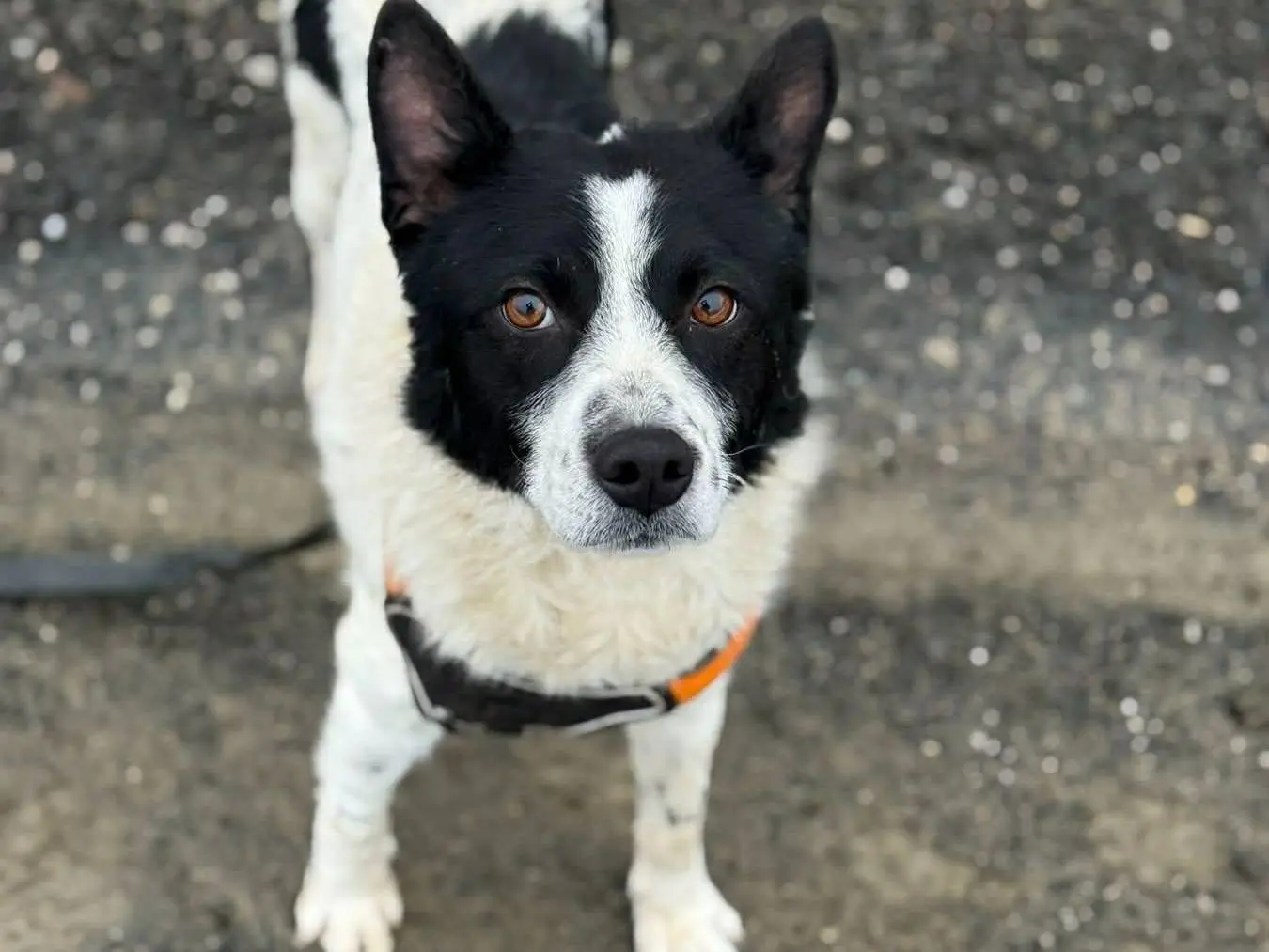 Adotta un cane, taglia media contenuta, maschio, Firenze