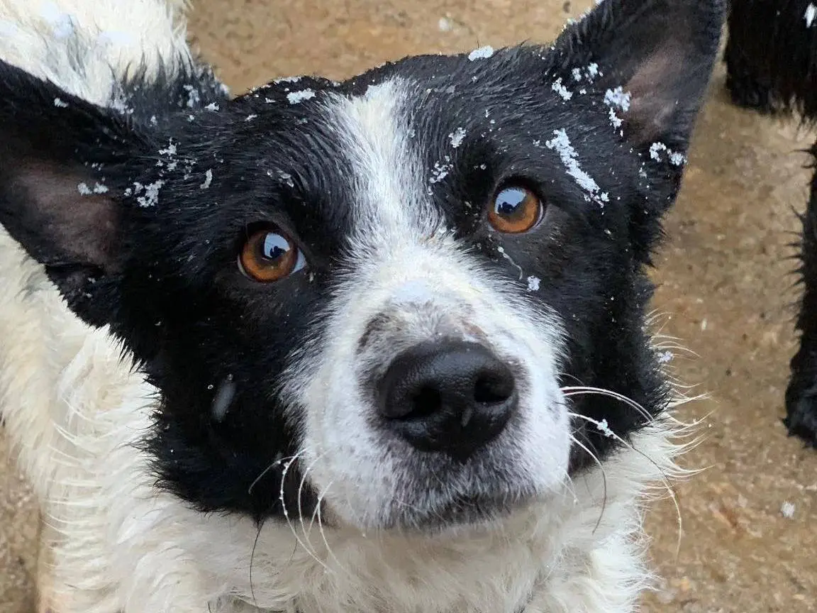 Adozione cane, maschio, Razza sconosciuta Razza sconosciuta, 3 anni e 7 mesi, taglia media contenuta, Firenze