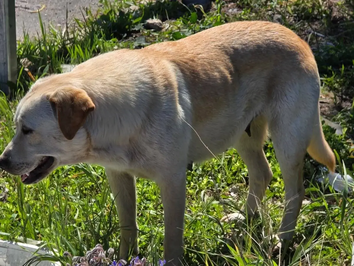 Foto 3 dell'animale