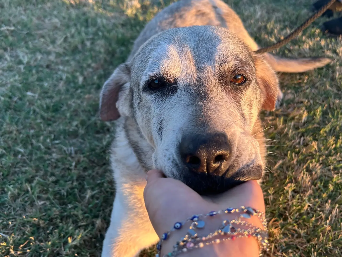 Adotta un cane, taglia media, femmina, Latina