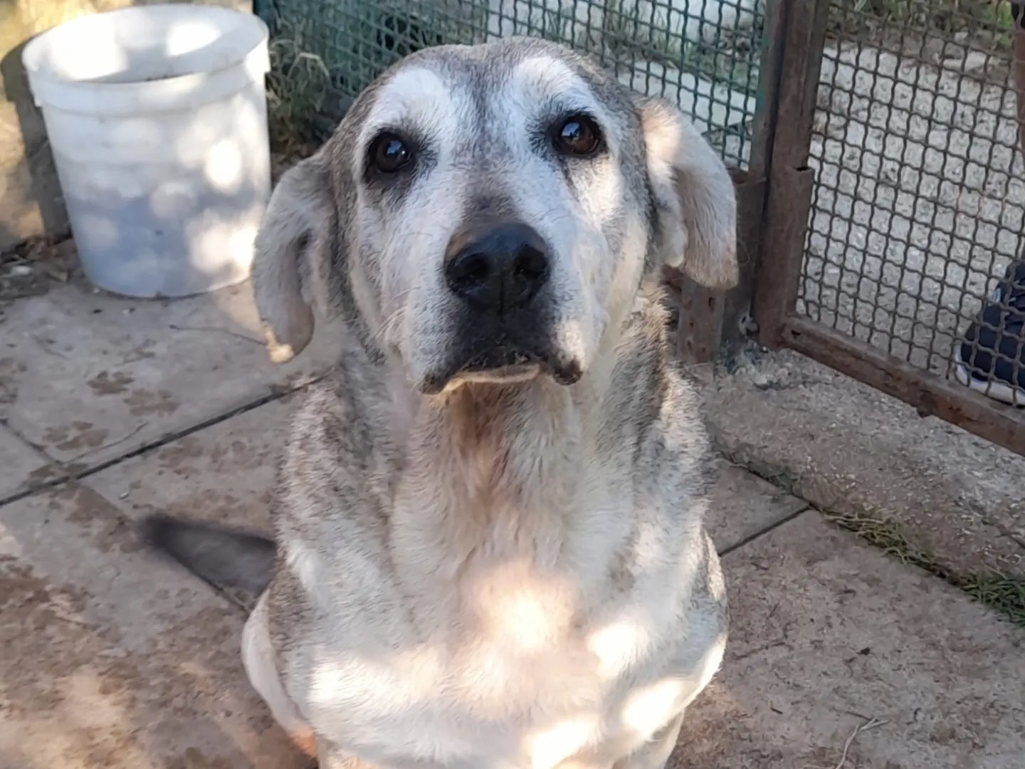 Adotta il cane Ciccia Randa a Latina