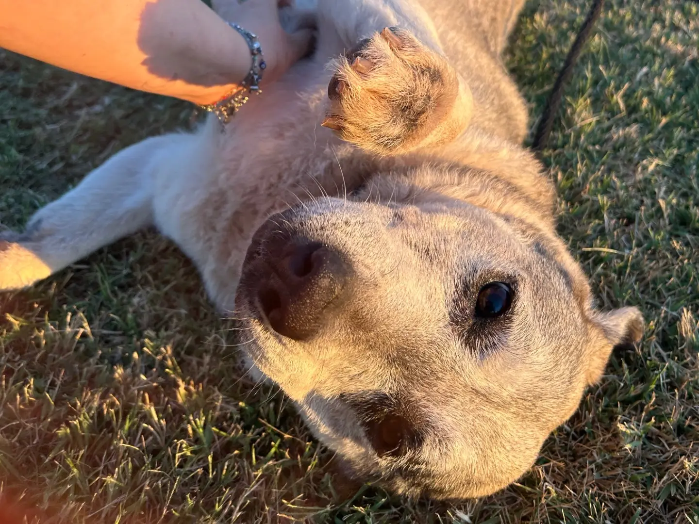 Adotta un cane, femmina, 7 anni e 9 mesi, Latina