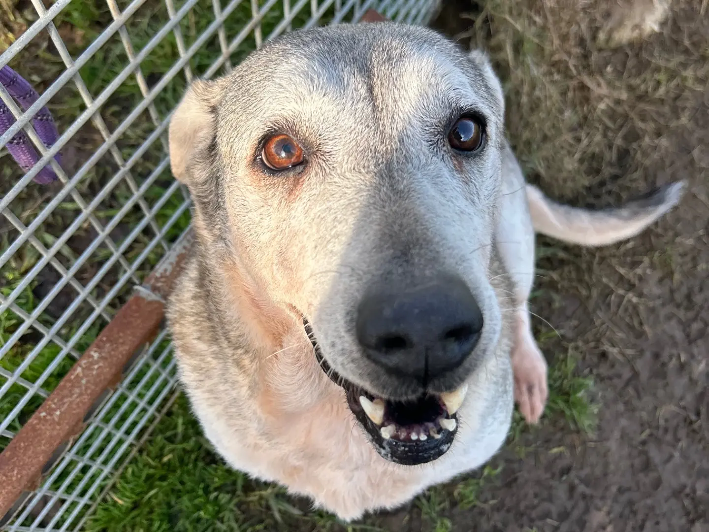 Adozione cane, femmina, Razza sconosciuta Razza sconosciuta, 7 anni e 9 mesi, taglia media, Latina