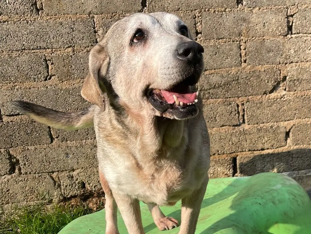 Vuoi adottare un cane a Latina?
