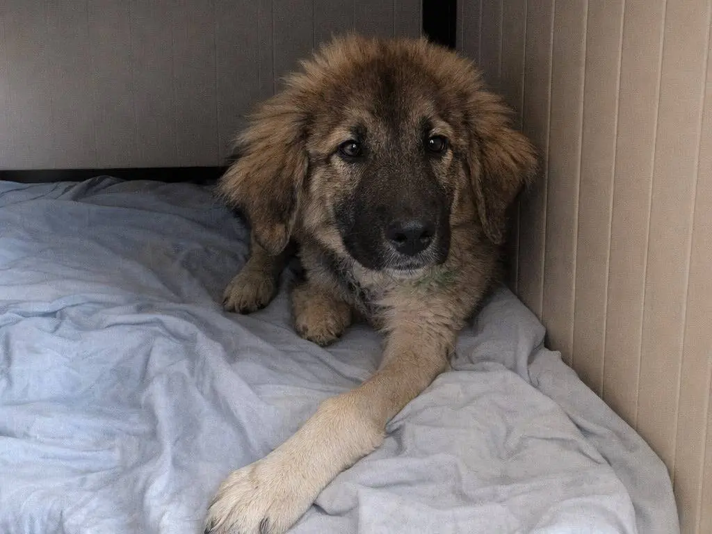 Adotta un cane, taglia grande, maschio, Avellino