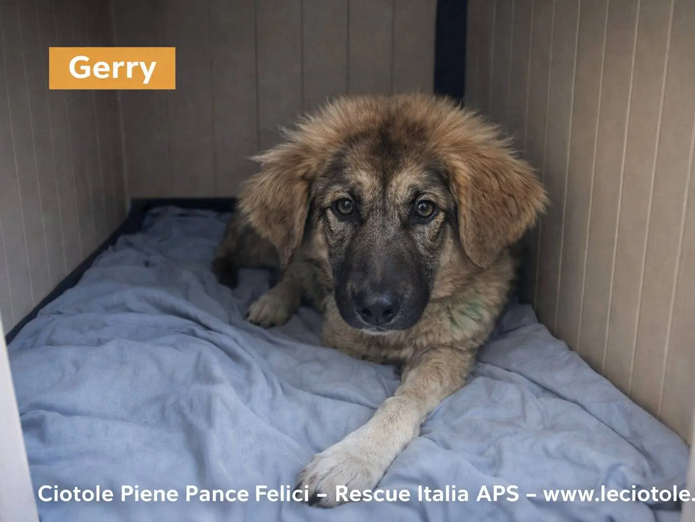 Adozione cane, maschio, Razza sconosciuta Razza sconosciuta, 3 mesi, taglia grande, Avellino