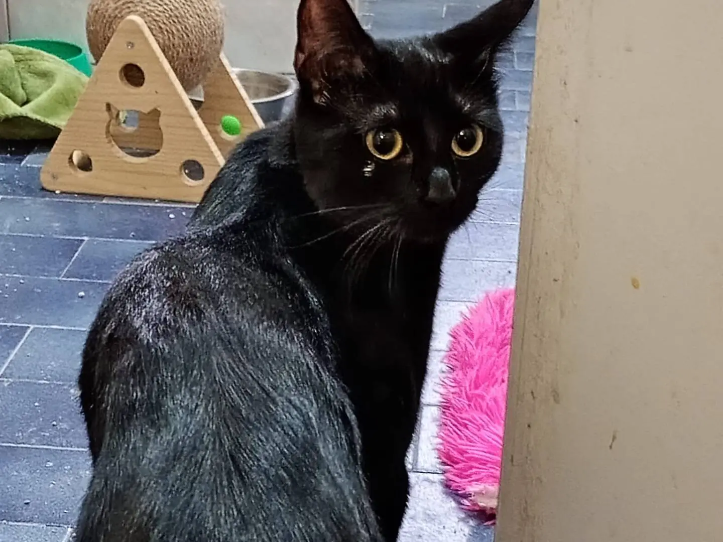 Vuoi adottare un gatto a Roma?