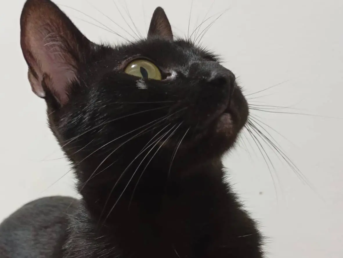 Adotta un gatto, taglia non valida, femmina, Roma