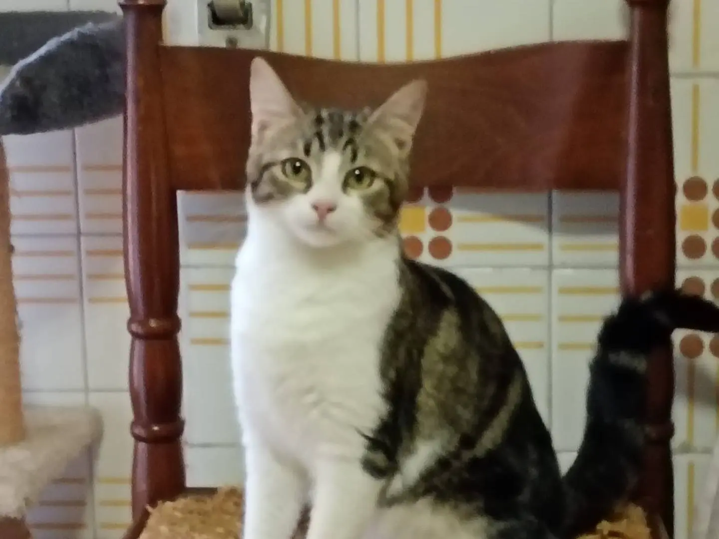 Adotta un gatto, femmina, 1 anno, Roma