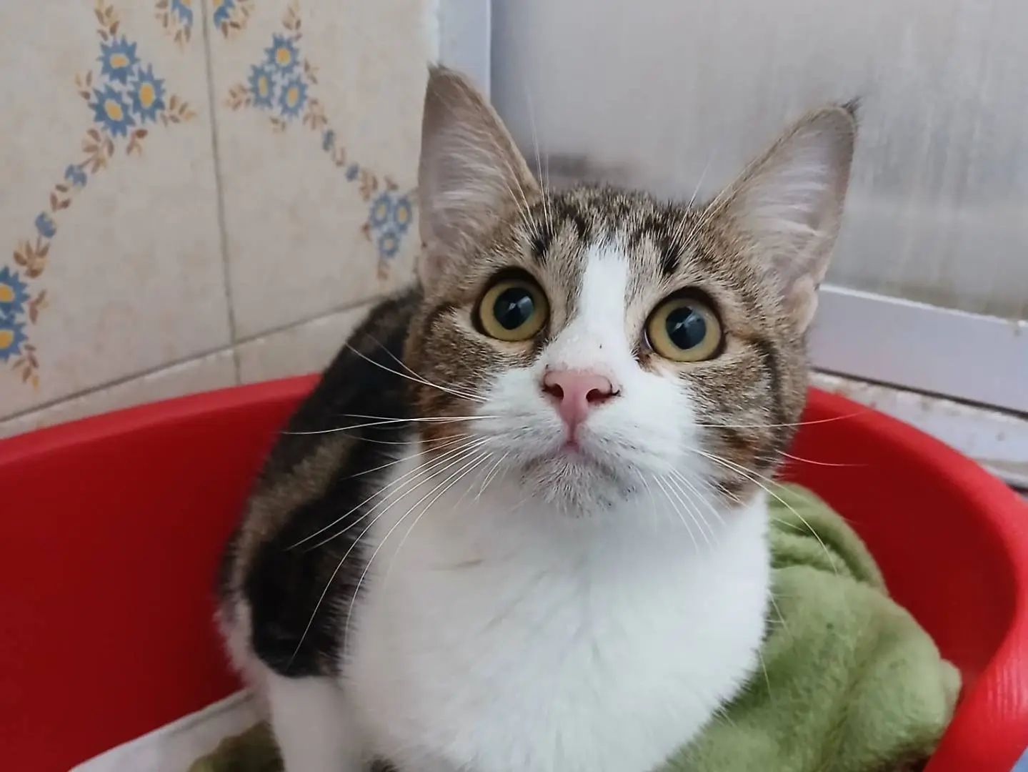 Adotta il gatto Dalia e Notte a Roma
