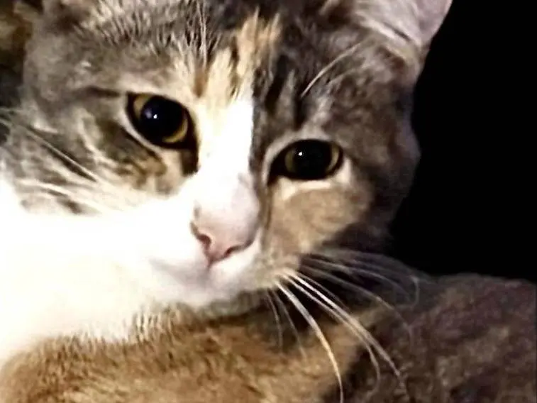 Adozione gatto, femmina, Razza sconosciuta Razza sconosciuta, 1 anno e 1 mese, taglia non valida, Napoli