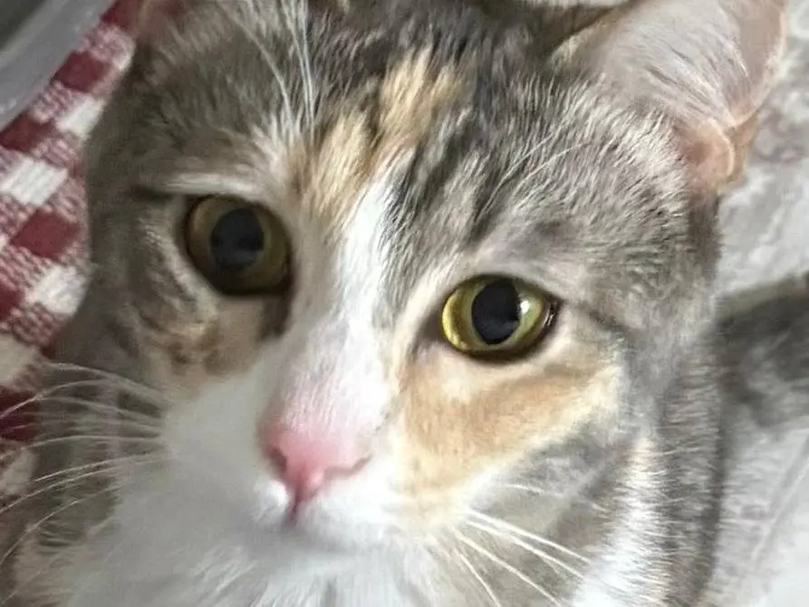 Adotta un gatto, femmina, 1 anno e 1 mese, Napoli