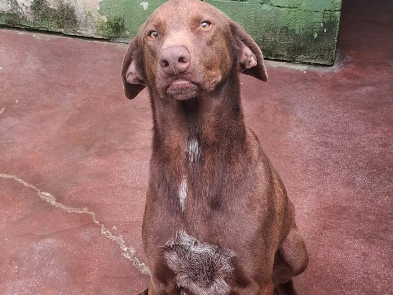 Adotta il cane Duca a Caserta