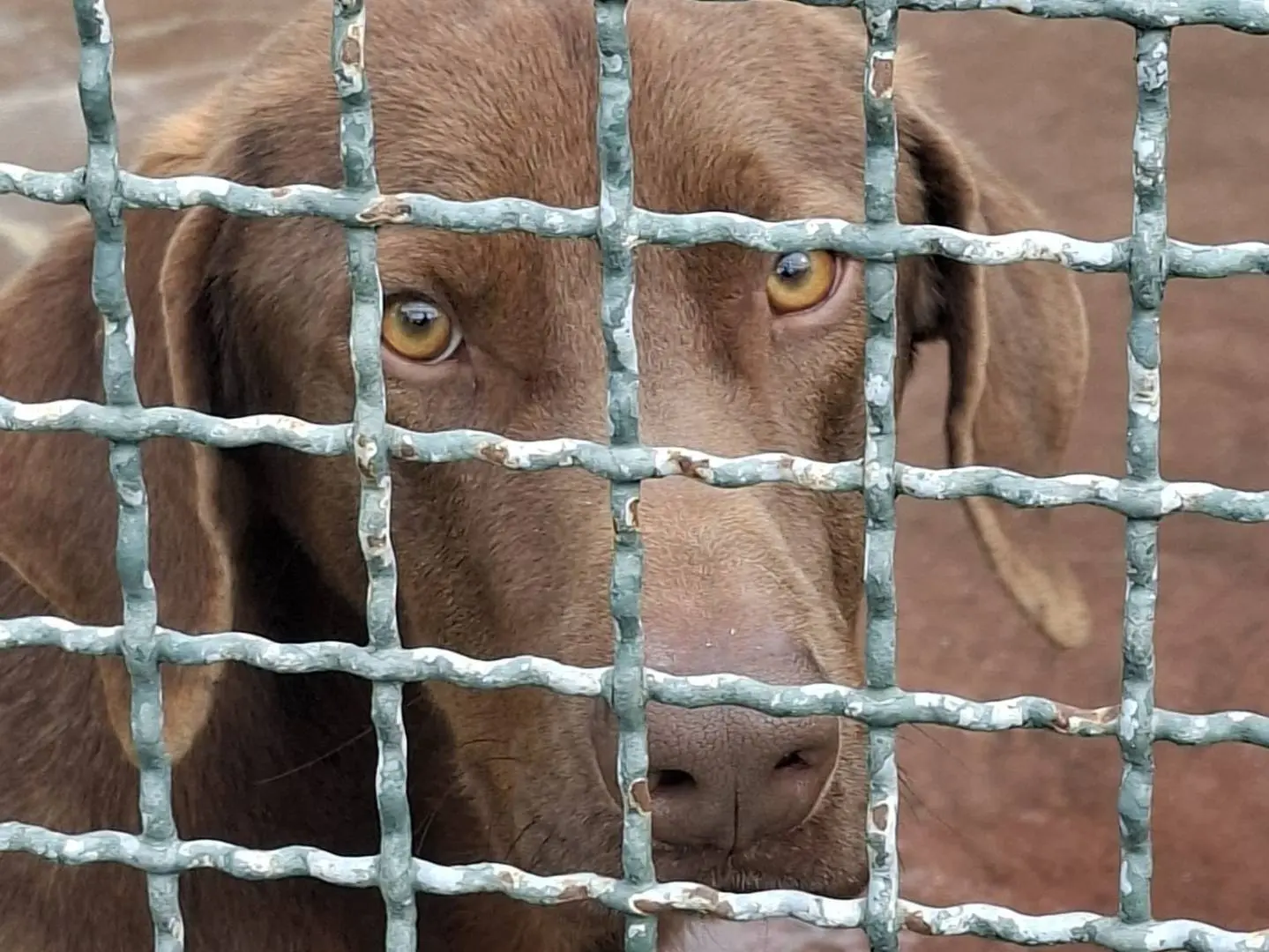 Adotta un cane, taglia media, maschio, Caserta