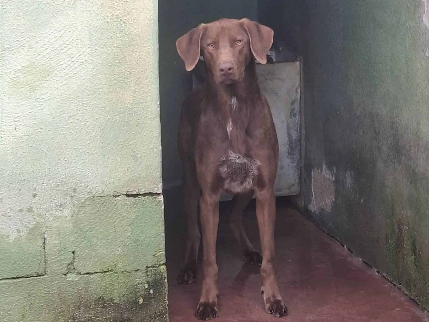 Adotta un cane, maschio, 1 anno e 10 mesi, Caserta