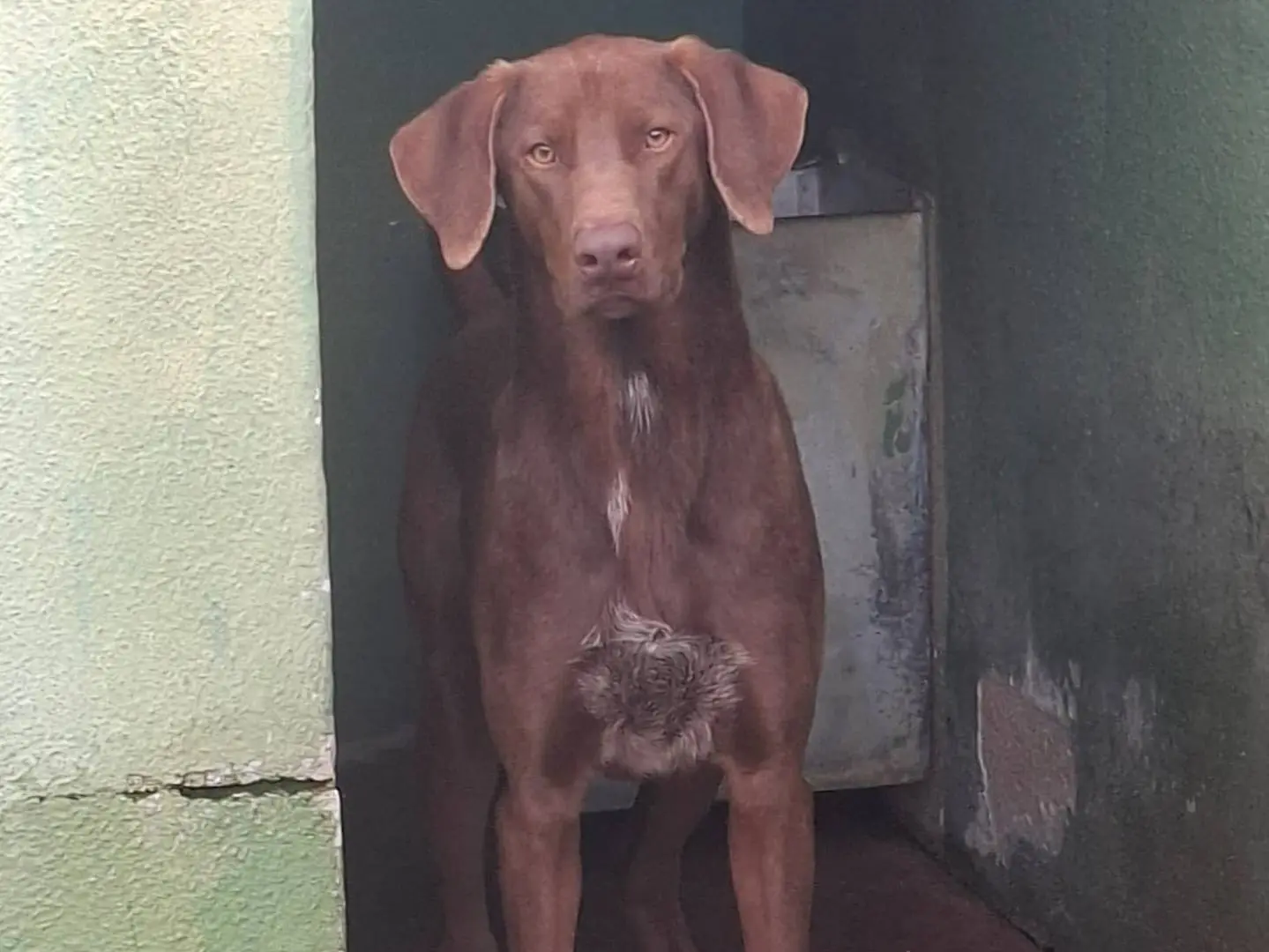 Adozione cane, maschio, Bracco Razza sconosciuta, 1 anno e 10 mesi, taglia media, Caserta