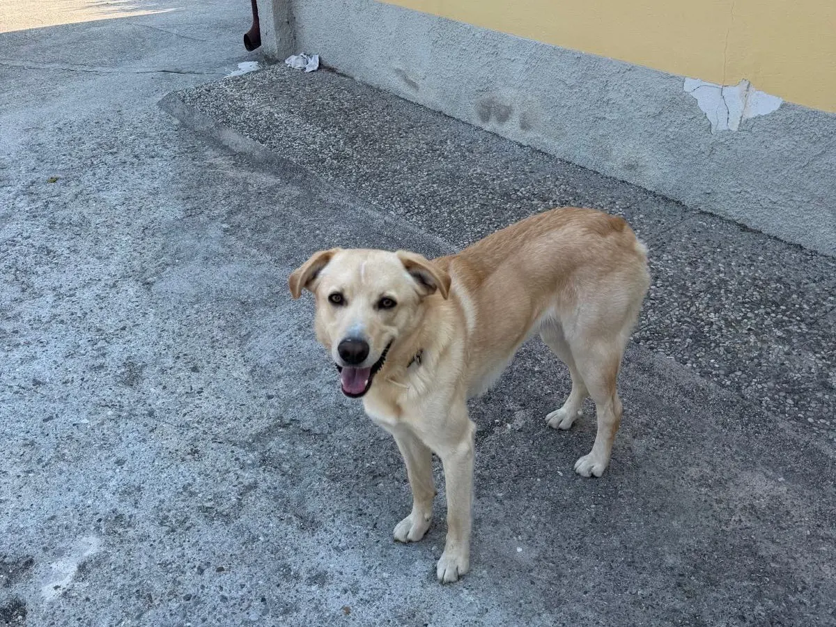 Adotta un cane, maschio, 2 anni e 1 mese, Verona