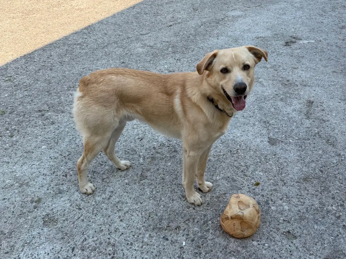 Adotta un cane, taglia media, maschio, Verona