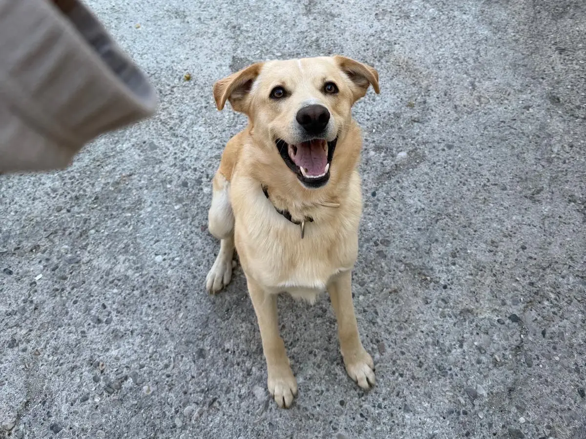 Adozione cane, maschio, Razza sconosciuta Razza sconosciuta, 2 anni e 1 mese, taglia media, Verona
