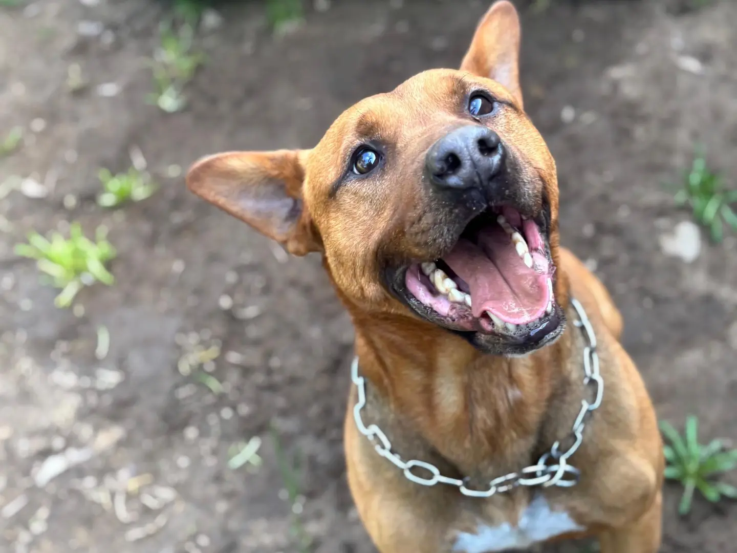 Adotta un cane, maschio, 7 anni e 5 mesi, Milano