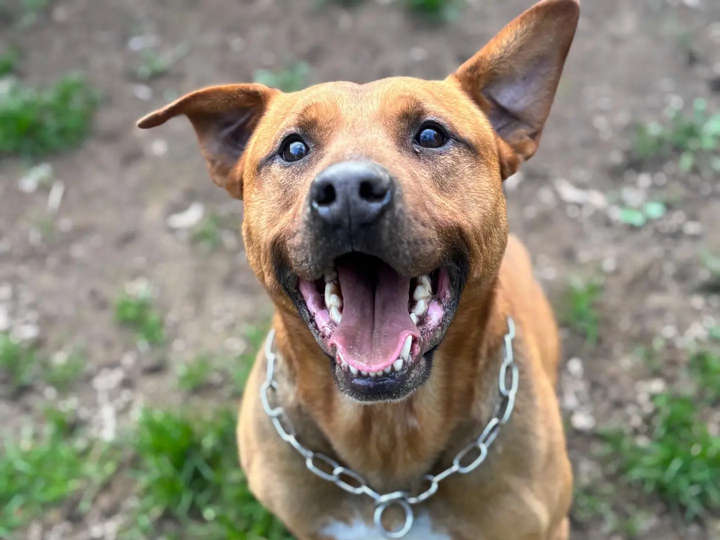 Adozione cane, maschio, Razza sconosciuta Razza sconosciuta, 7 anni e 5 mesi, taglia media, Milano
