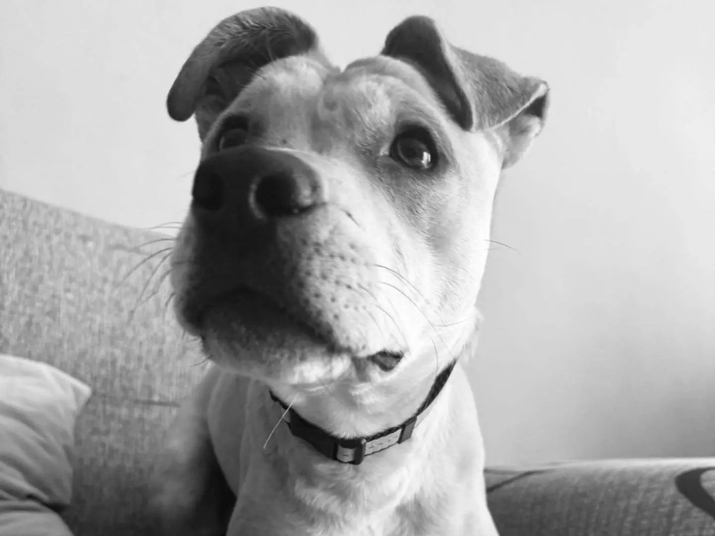 Adotta un cane, femmina, 1 anno e 4 mesi, Matera