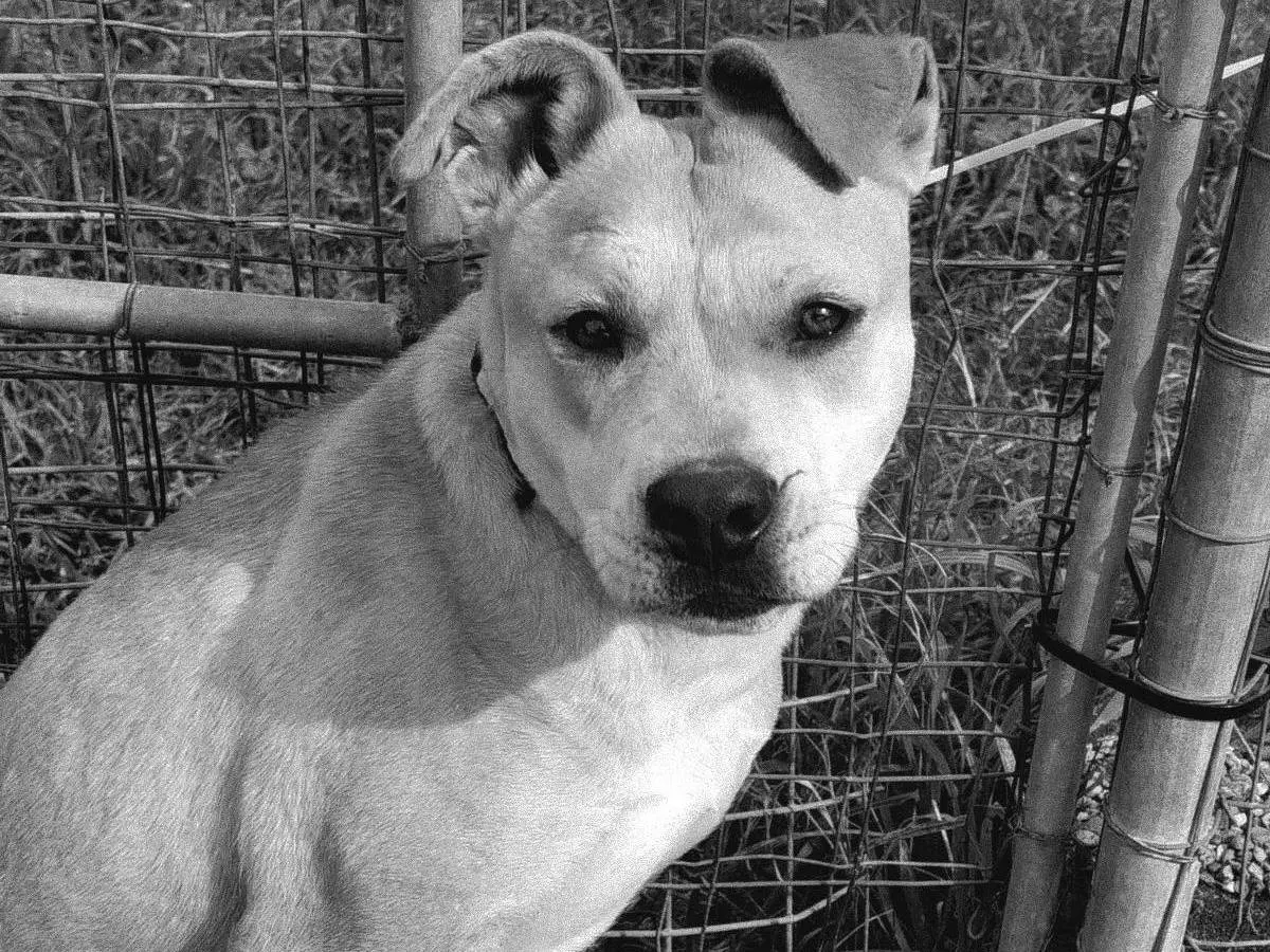Adotta un cane, taglia media, femmina, Matera