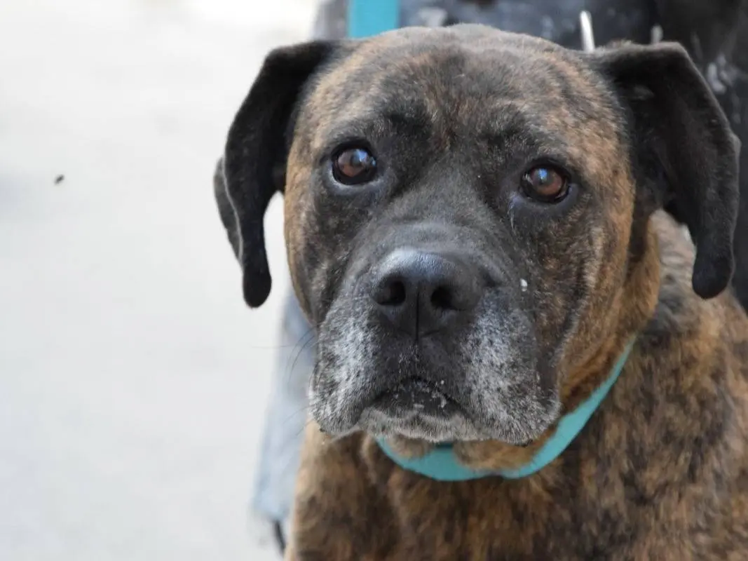 Adotta un cane, taglia grande, femmina, Milano