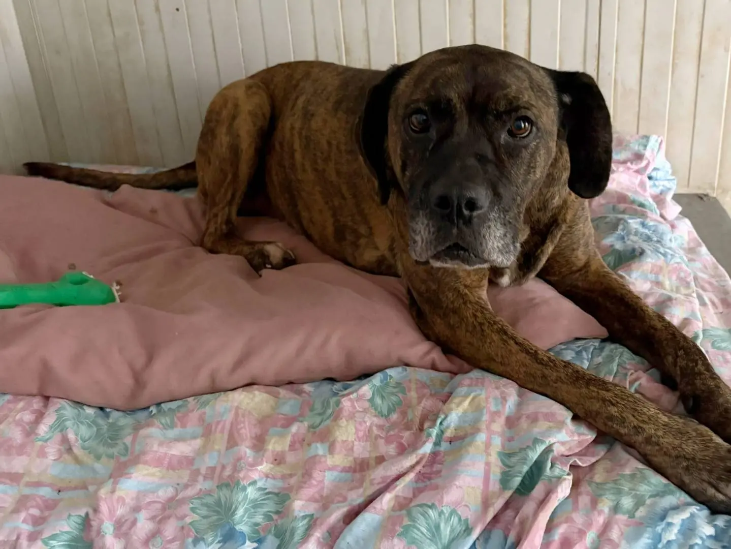 Adotta il cane Laika a Milano